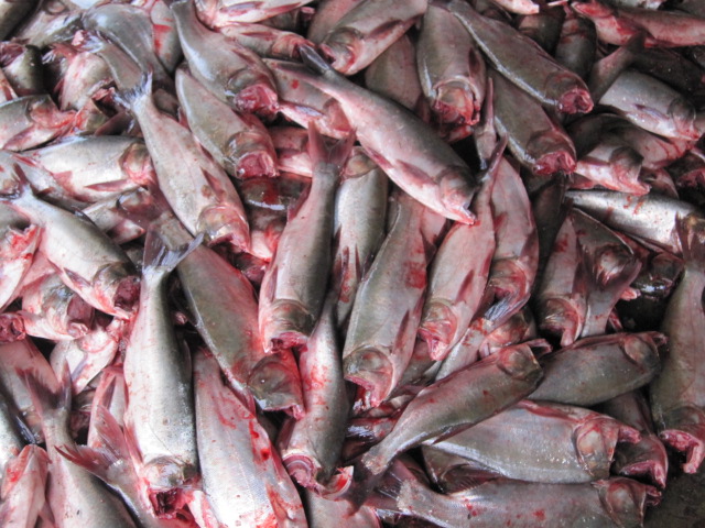 <strong>淡水魚自動化深加工設備魚丸加工生產線</strong>